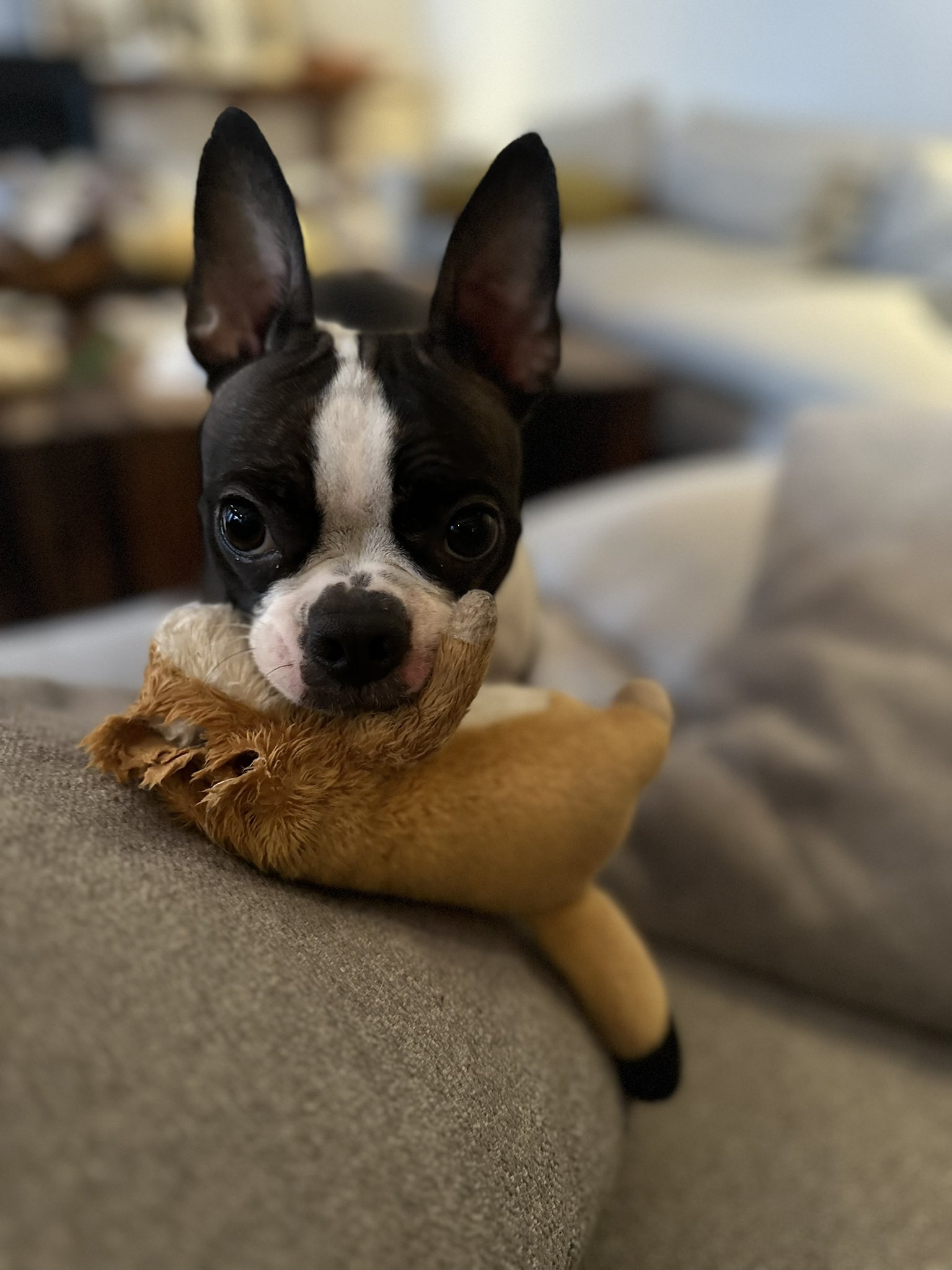 Lindsey Boylan on X Today is National Boston Terrier Day. Find a Truffle and hug them and give them treats and squirrel toys to bite the heads off if you can