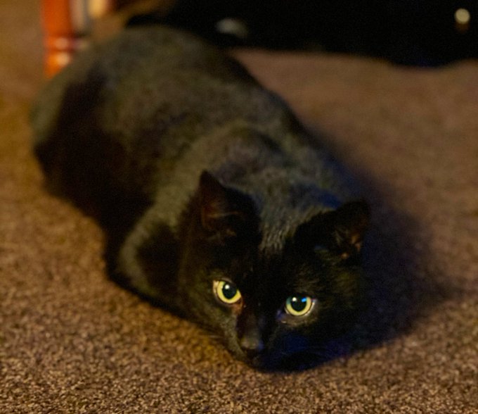 I can&rsquo;t believe this keeps happening. Whenever we have a a fur baby In recovery, something bad unexpectedly<a href="/tag/diaryofacosplayer"class="tags"><span>#diaryofacosplayer</span></a>