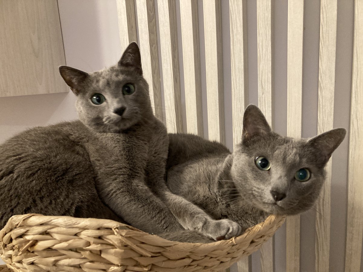 Na #DzieńKota dostaliśmy trawkę z biedry. Porzygaliśmy się. A miały być krewetki!! Zemstę planujemy na Dzień Kobiet😼😼

#KotWinston
#KotFranklin