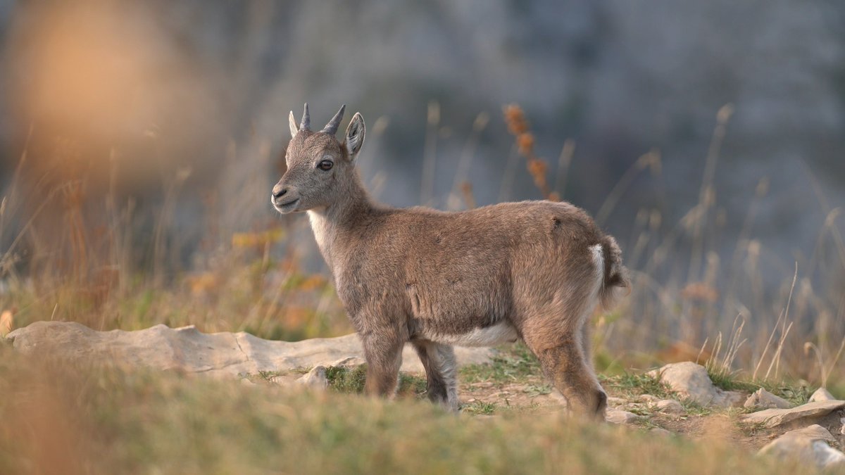 AzucenaMS's tweet photo. Hoy os voy a contar en un hilo algo muy triste sobre este animalito que veis aquí. Mirad esos ojitos y leed lo que viene a continuación. https://t.co/OsQmw29xnM