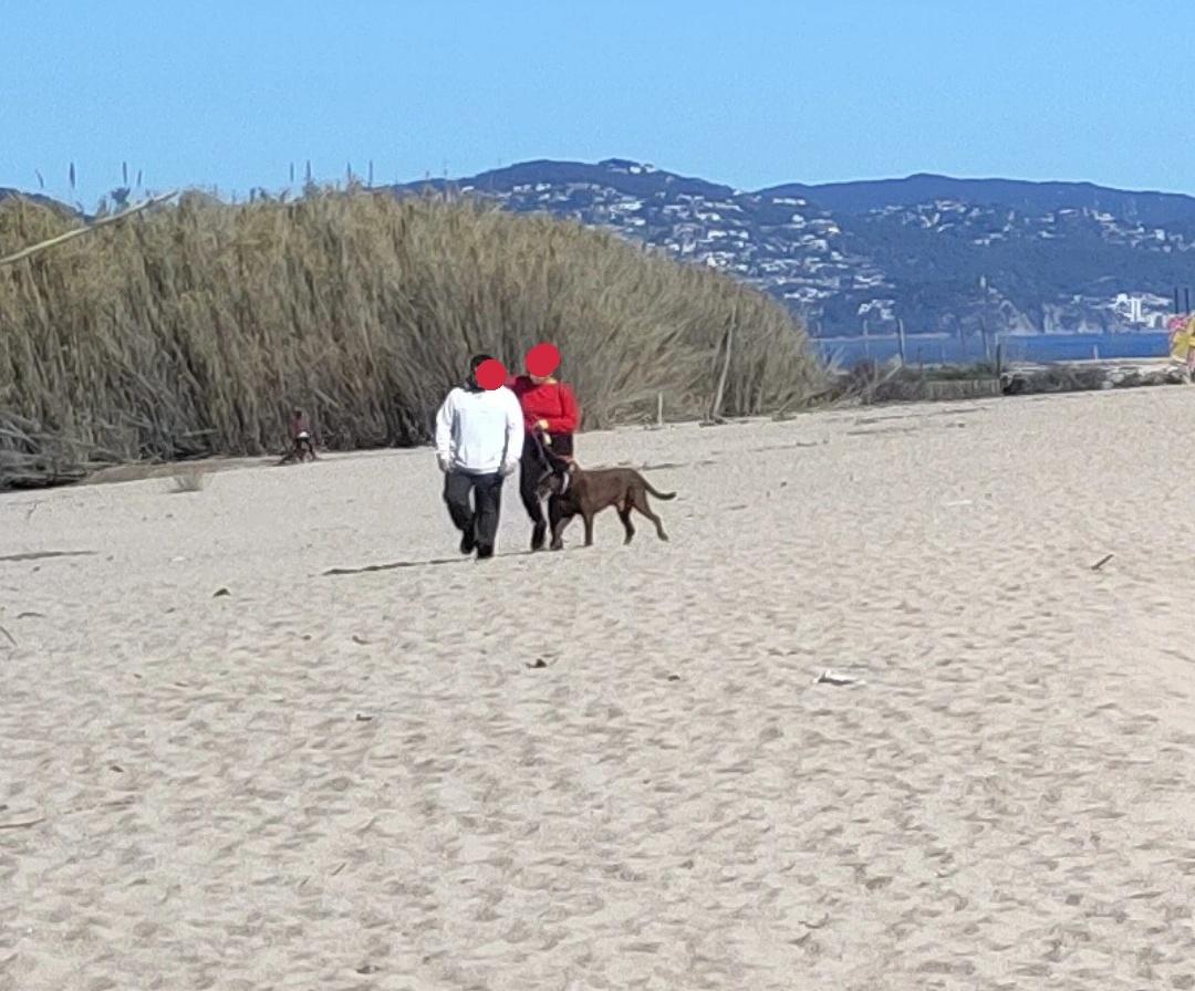 Enric_Zaldo's tweet photo. Mentre l'ajuntament de @Blanes_cat no restringeixi l'accés al  @deltalatordera seguirem veient més persones i gossos que aus des de l'observatori.

És greu https://t.co/BKFEojVwUN