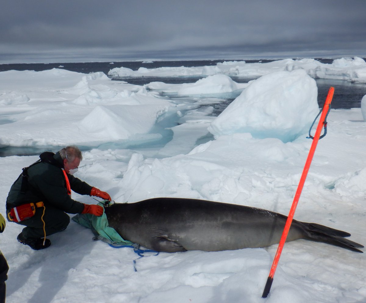 Seal tagging started with a bang. Young male elephant seal on an ice floe and a Weddell seal as well later. @SMRU_Instrument tags working well. #AntarcticPICCOLO @Roses_ocean @PlymouthMarine @univofstandrews @BAS_News @_SMRU_ @uniofeastanglia