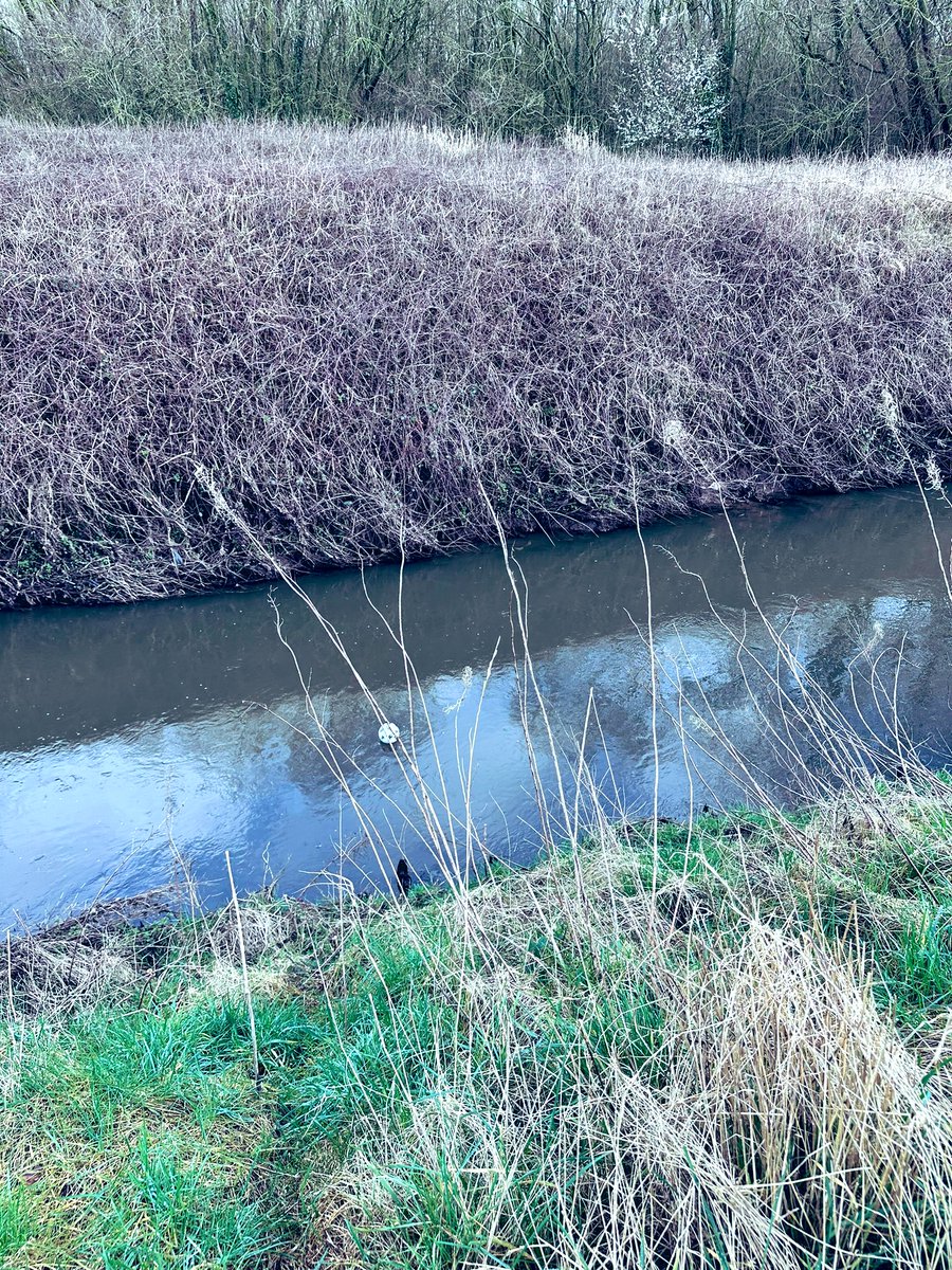 andy_mazey's tweet photo. Hugo: Dad can we have a game of footy on the front please? 

Dad: Ok mate, but if you kick the ball in the brook you’re going in after it……⚽️

Dad kicks football in brook 🙈

Mums gonna be happy when she gets home 🐾 https://t.co/gjzHVtmV9C