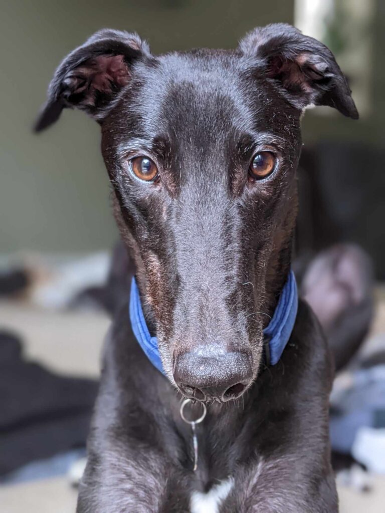 It's Jack. My home hunt is getting desperate now, as my foster peeps can't have me much longer. I really don't want to go back to kennels. Ideally I would love a forever home, but please could you foster me instead? email fostering@foreverhoundstrust.org foreverhoundstrust.org/dog/jack/