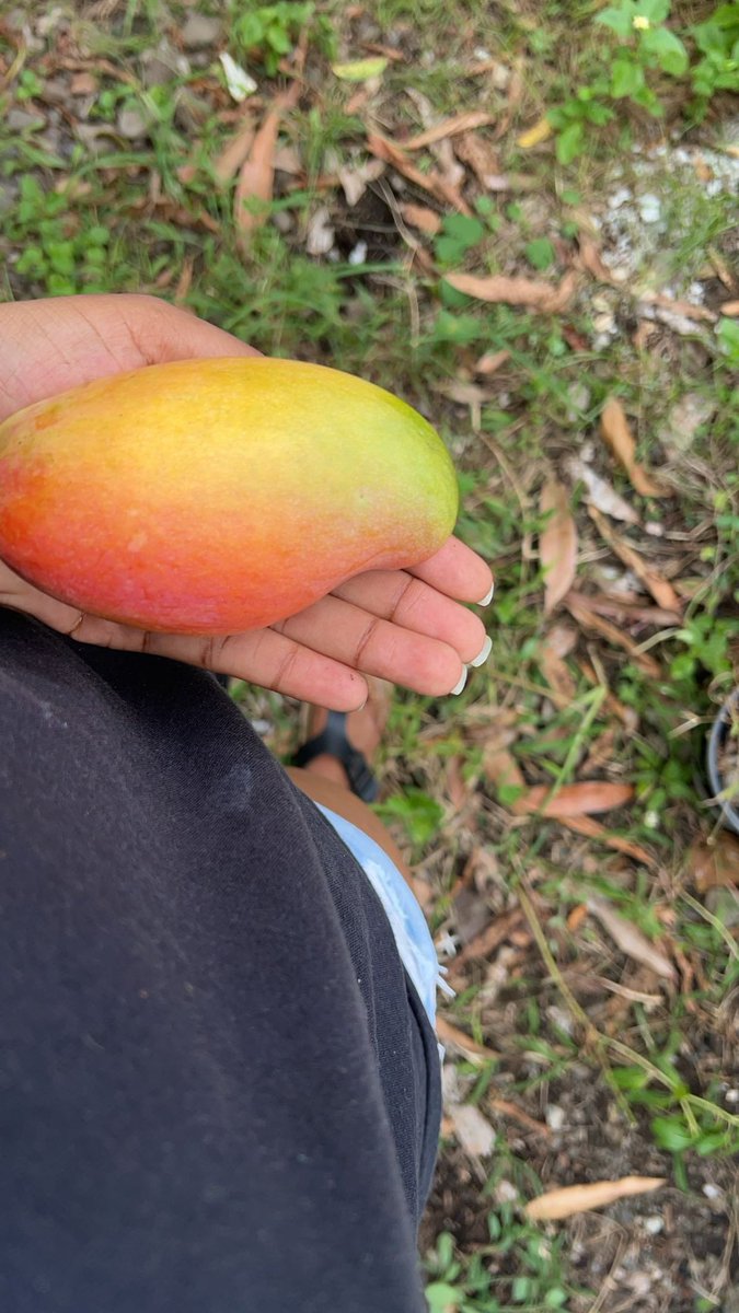 Trop fière de ma petite cueillette, malgré que ça n’a pas été facile avec les moustiques .  Je suis quand même satisfaite. Bisous les copains de la métropole . vivre dans les îles, un réel bonheur #lareunion 🇷🇪