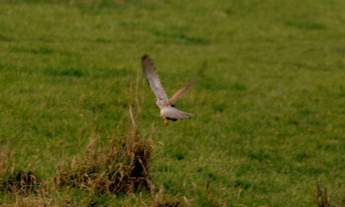 28MaaikeVogel09's tweet photo. #goedemiddag
Vandaag is #dag17 van de #februarivogelmaand initiatief van @wilma_meijerink
Vandaag staat in het teken de #torenvalk , #sperwer , #slechtvalk en de #boomvalk
Van alle 4 heb ik alleen 1 keer de torenvalk gezien en gefotografeerd.
#fijnezaterdag #genietervan https://t.co/2f5Si5H3NE