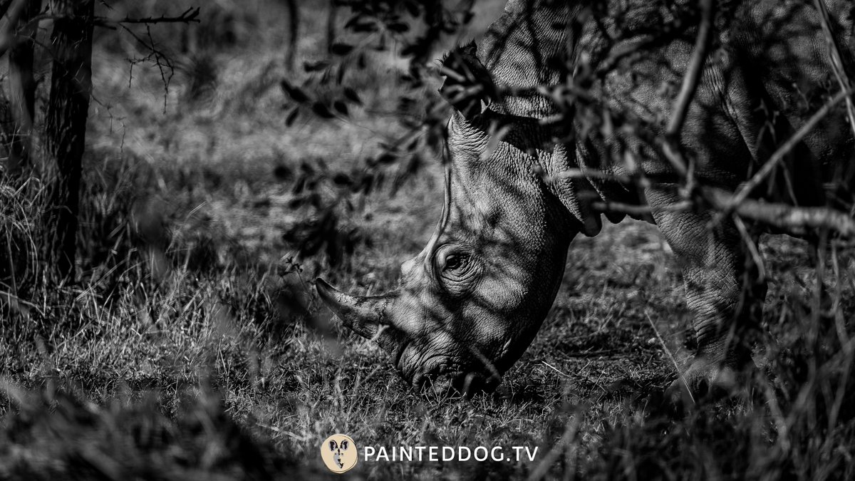 painteddogtv's tweet photo. what does a rhino eat?
The white rhino is a grazer and eats predominantly grass where the black rhino is a browser, meaning it feeds on leaves, twigs, shoots, and branches of bushes and trees.
📸- Andrew Rider
#endangeredwildlifetrust #krugerexplorer #endangered #wildlife https://t.co/YQvCdHKd4M