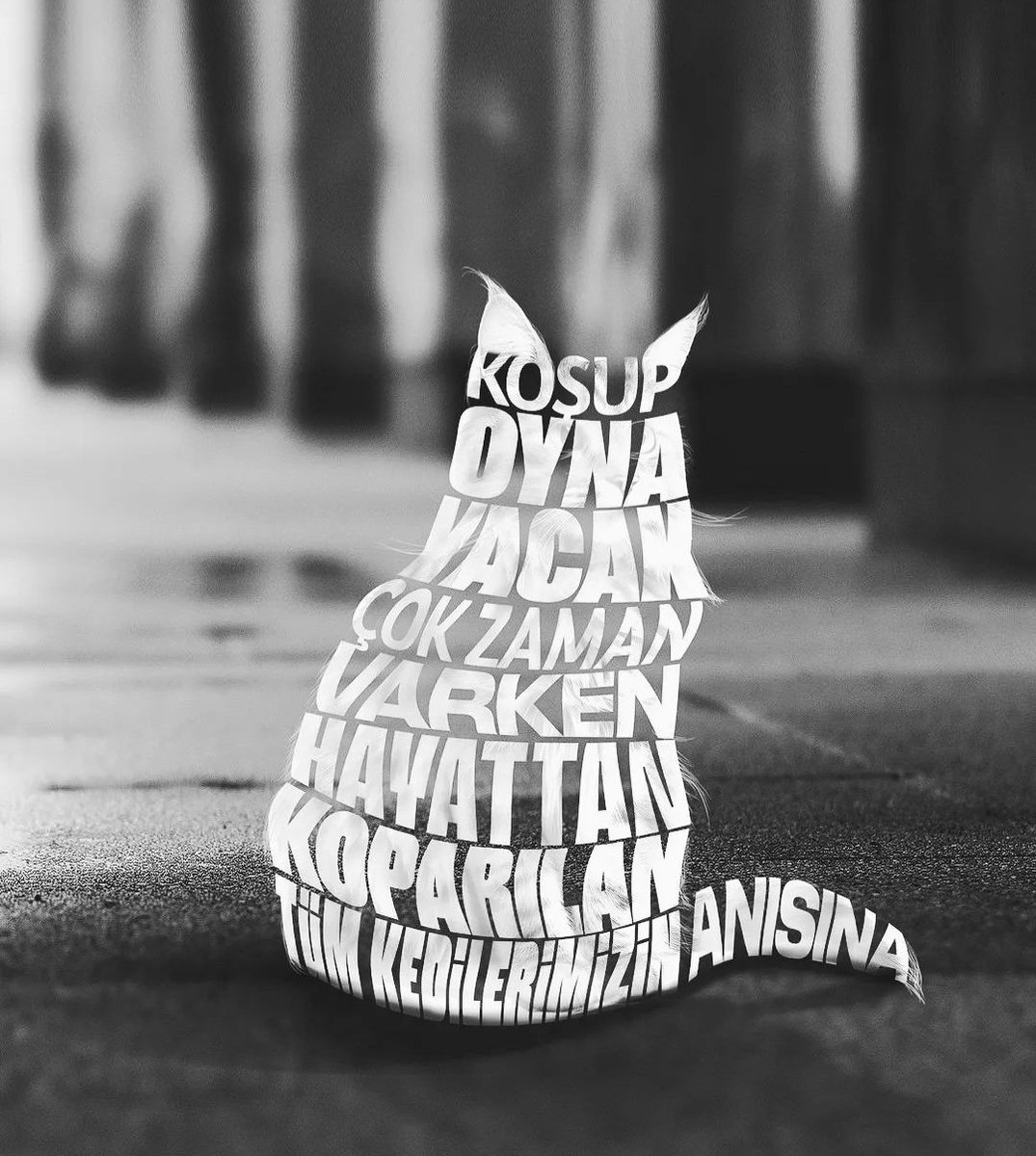 binnazpike's tweet photo. Her canlıya düşman tahammülsüz nefret odakları hedef gösterdiği için kısacık ömürleri işkence ile sonlanan kedi dostlarımızı sadece bugün değil her gün saygıyla anıyoruz. 
#DünyaKedilerGünü
#EROSİÇİNADALET 
#ibrahimkeloğlantutuklansın https://t.co/I9jJR3imX0