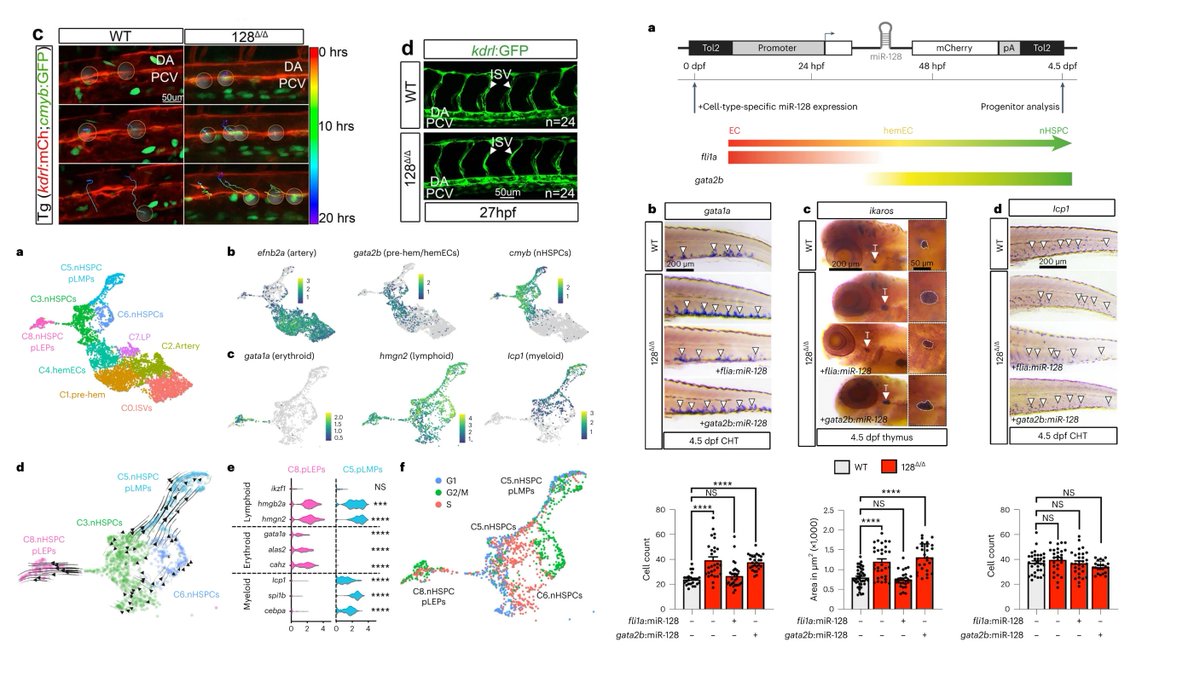 NAVBO (@vascularbiology) on Twitter photo #NAVBO Member Publication Alert
Haematopoietic stem and progenitor cell heterogeneity is inherited from the embryonic endothelium
Stefania Nicoli lab <a href="/NatureCellBio/">Nature Cell Biology</a> 2023 <a href="/joey_ghersi/">Joey Ghersi</a> <a href="/IvanFXia/">Ivan Xia</a> <a href="/NicoliLab/">Stefania Nicoli</a>
nature.com/articles/s4155โฆ #NAVBO Member Publication Alert
Haematopoietic stem and progenitor cell heterogeneity is inherited from the embryonic endothelium
Stefania Nicoli lab <a href="/NatureCellBio/">Nature Cell Biology</a> 2023 <a href="/joey_ghersi/">Joey Ghersi</a> <a href="/IvanFXia/">Ivan Xia</a> <a href="/NicoliLab/">Stefania Nicoli</a>
nature.com/articles/s4155โฆ