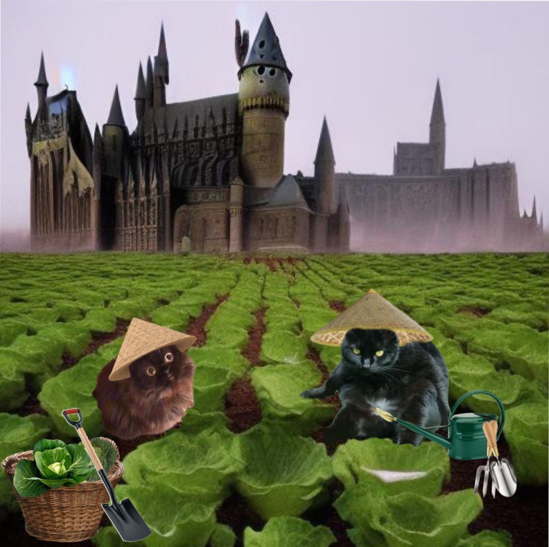 As it’s #RandomActofKindnessDay me and Baggins @BagginsSuperCat thought we’d tend to @scrag_cat Scragers’ cabbage field and sell some on the stall later for #NationalCabbageDay - Who knows, we might stumble across  the missing box of Godivas while we’re digging!😬😹