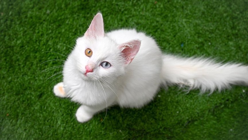 Bugün dünya kediler günü. 🐈
Eğer bir kediniz yoksa hayat denen kavramı kaçırıyorsunuz demektir. Kedi hayattır. 🐈
#DünyaKediGünü