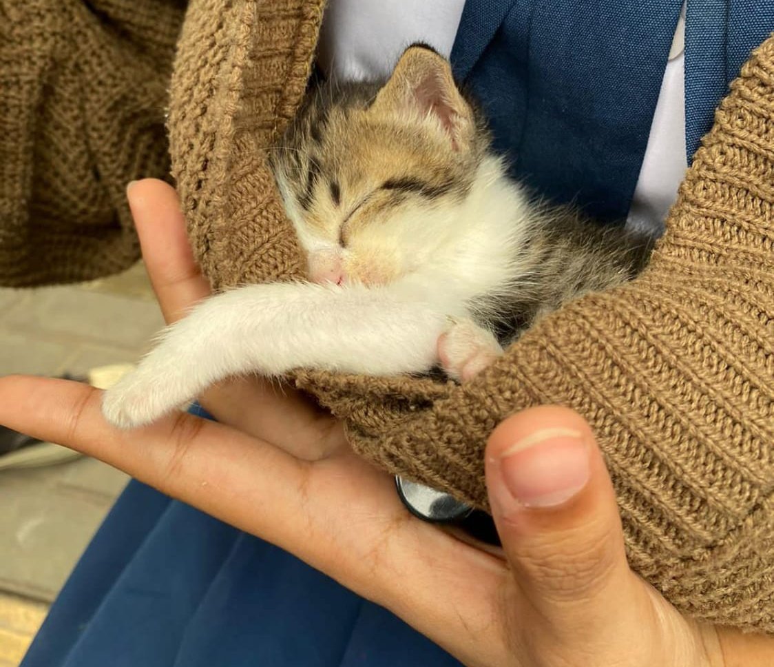 cilaladut's tweet photo. bismillah..
‼️ OPEN ADOPT KITTEN ‼️
sedang mencari forever home buat bayi ini, sodaraku yg nemuin dia lg sendirian di sekolah. tp sygnya sodaraku gabisa adopt..

syaratnya harus provaksin, prosteril &amp; wajib berkabar. dom Jaksel. kl minat bisa lgsg dm yaa, thx🥰 https://t.co/X3Yr4IviCT
