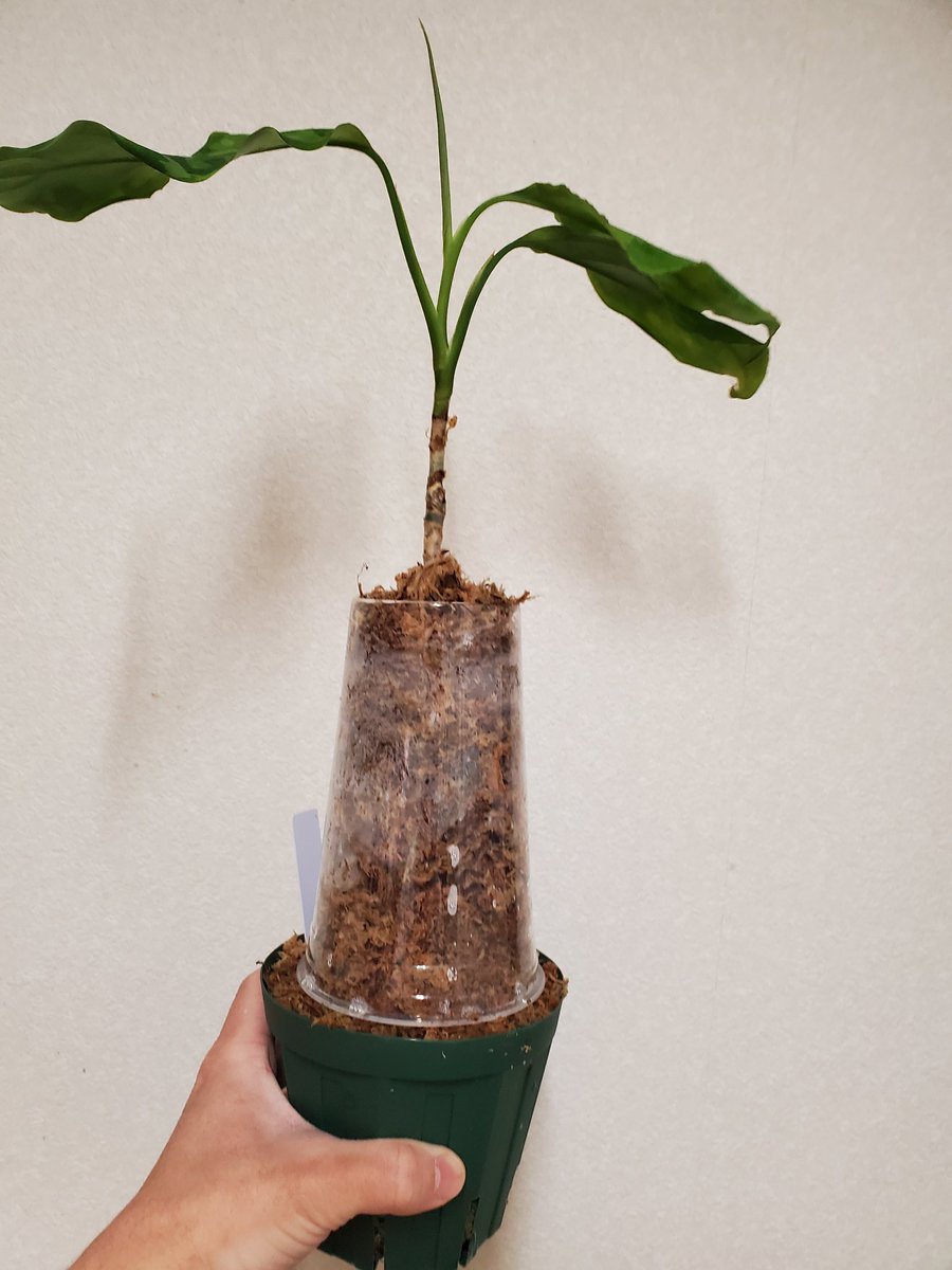 自然探索部@11/3 SB江戸川 on X