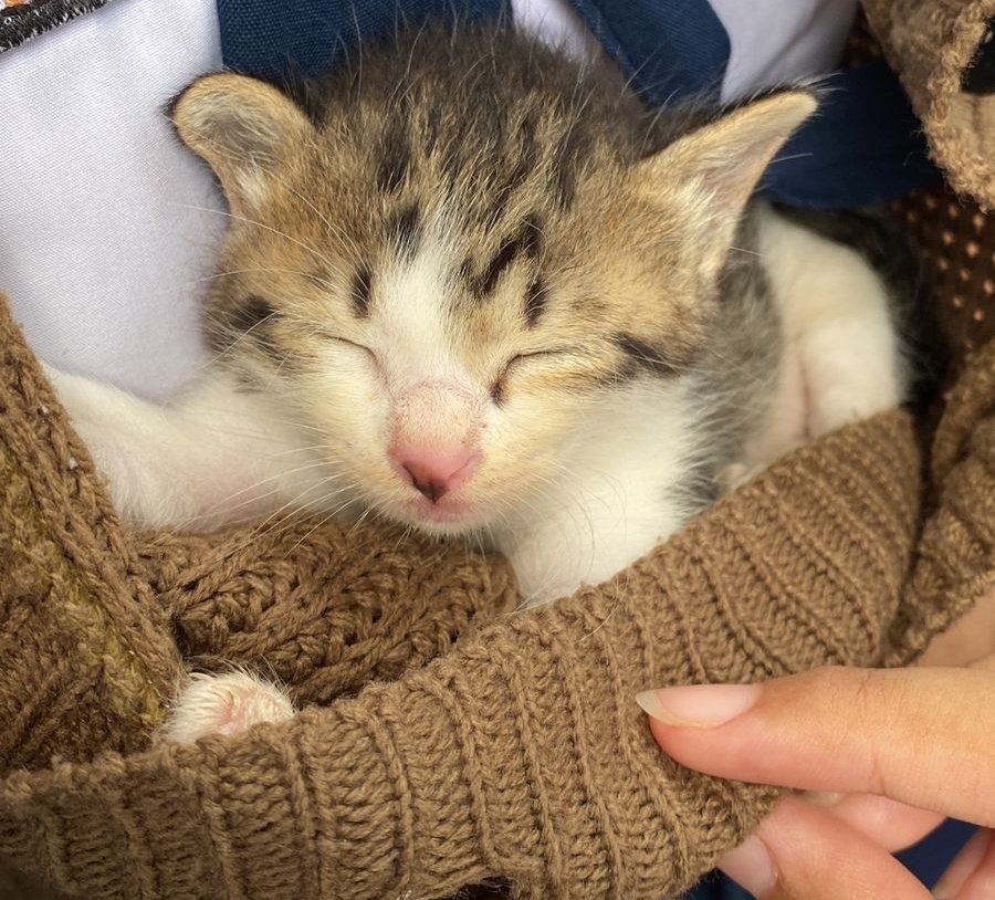 cilaladut's tweet photo. bismillah..
‼️ OPEN ADOPT KITTEN ‼️
sedang mencari forever home buat bayi ini, sodaraku yg nemuin dia lg sendirian di sekolah. tp sygnya sodaraku gabisa adopt..

syaratnya harus provaksin, prosteril &amp; wajib berkabar. dom Jaksel. kl minat bisa lgsg dm yaa, thx🥰 https://t.co/X3Yr4IviCT