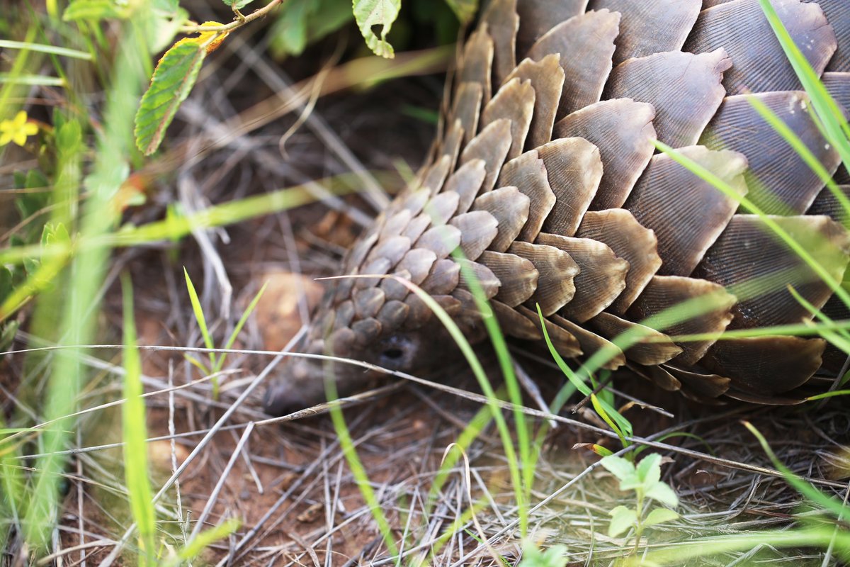 ugwildlife's tweet photo. Happy #WorldPangolinDay 

Climate change is making the planet hotter and drier. For pangolins, it’s a case of either adapting or risking extinction. But they face an even greater challenge from wildlife traffickers. 

We are doing everything we can to conserve them. 

📷 Flowcomm https://t.co/g5wEjzmdoI