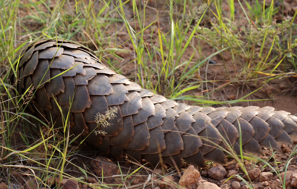 ugwildlife's tweet photo. Happy #WorldPangolinDay 

Climate change is making the planet hotter and drier. For pangolins, it’s a case of either adapting or risking extinction. But they face an even greater challenge from wildlife traffickers. 

We are doing everything we can to conserve them. 

📷 Flowcomm https://t.co/g5wEjzmdoI