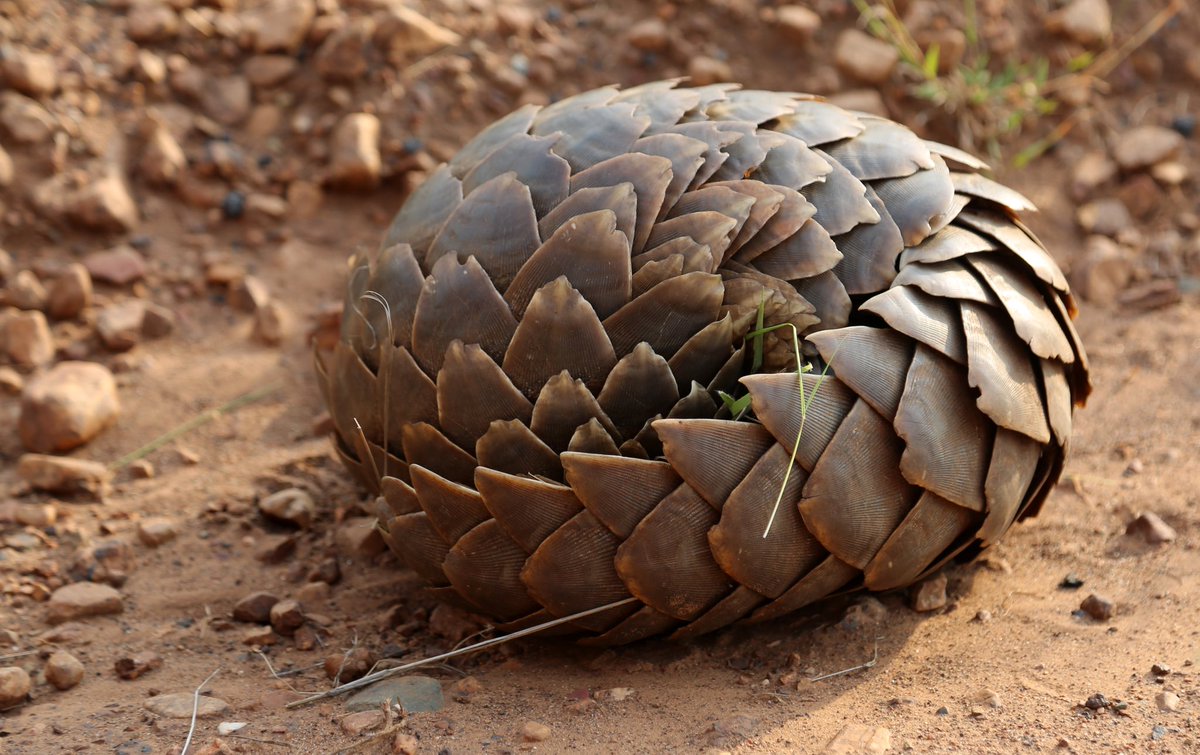 ugwildlife's tweet photo. Happy #WorldPangolinDay 

Climate change is making the planet hotter and drier. For pangolins, it’s a case of either adapting or risking extinction. But they face an even greater challenge from wildlife traffickers. 

We are doing everything we can to conserve them. 

📷 Flowcomm https://t.co/g5wEjzmdoI