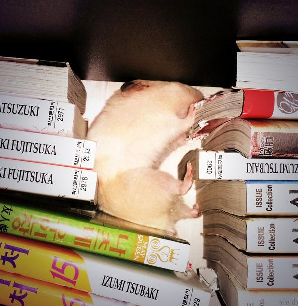 안보는 만화책 당근에 내놓을까 하고 뒤적뒤적 거리는데 몇권은 훼손이 너무 심해서, 이게 왜 훼손된거지? 했는데 옛날에 키우던 골든 햄스터의 흔적이다. 그리워라.