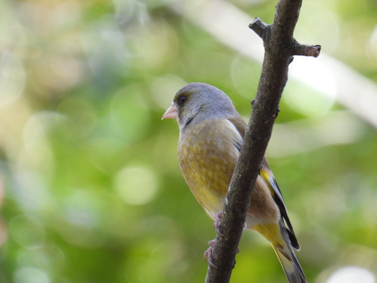 今日は気温が上がり良いお天気になりましたので、市内の山で野鳥を撮りました。ヤマガラ、ジョウビタキ、カワラヒワです。(^^♪