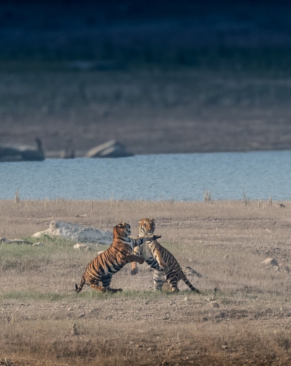 Meet the adorable duo – the dynamic tiger cubs of the legendary tigress, popularly known as Bijamata among tourists. 🌿🐅 These little explorers are already stealing hearts with their playful antics. Here's to a future generation of majestic big cats! ✨ Pic Credit: Kunal Goyal…