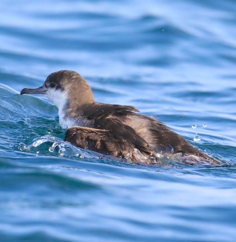 Persian shearwater 
Taken 10th Feb 24 , at dibba pelagic trip 
#uae #BirdsSeenIn2024 #birding #birdwatching #pelagic #shearwater #Sealife #BirdsOfTwitter #twitterbird