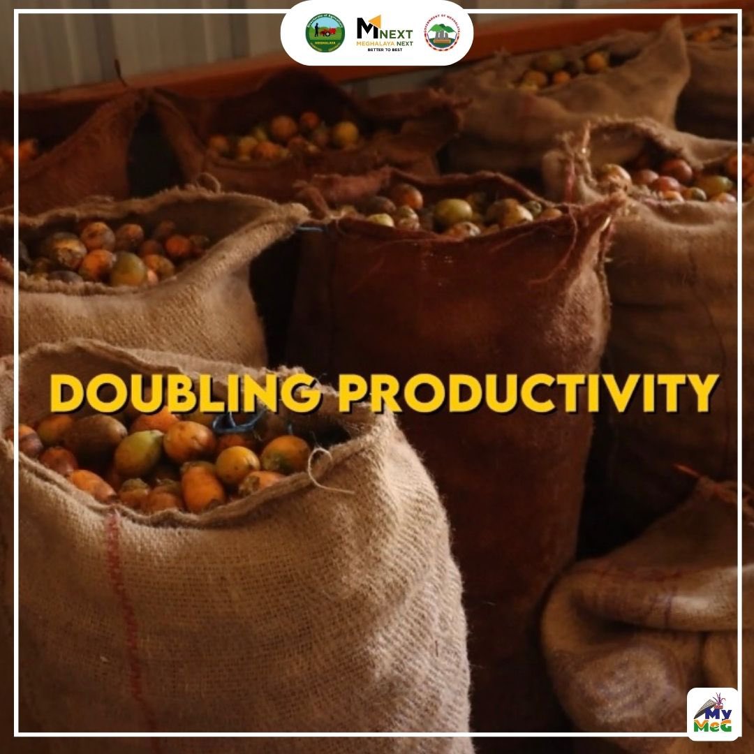 #Arecanut known as ‘kwai’ and ‘Gui’, holds cultural roots in Meghalaya’s Garo, Khasi, and Jaintia regions. With a production of 23,985 tonnes, #Meghalaya ranks as the fourth largest arecanut producer in India, particularly excelling in #WestGaroHills and #EastKhasiHills