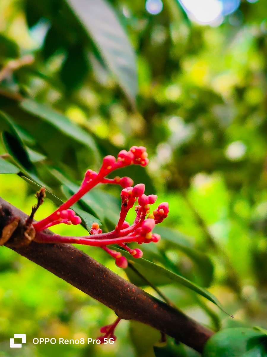 MohaRadhu1's tweet photo. @oppo Hi! @oppo I'm A Mobile Photographer I Captured This Pics With #OppoReno8Pro
I Hope To Win The Beast Of Mobile Photography #OPPOFindX7Ultra
It Will Be A Great Motivation For Me... #OPPORecaptured #OPPO
#ShotOnOppo #OPPO 
Better Focus Range 
Pic : 23 https://t.co/rgfZBtLHXF