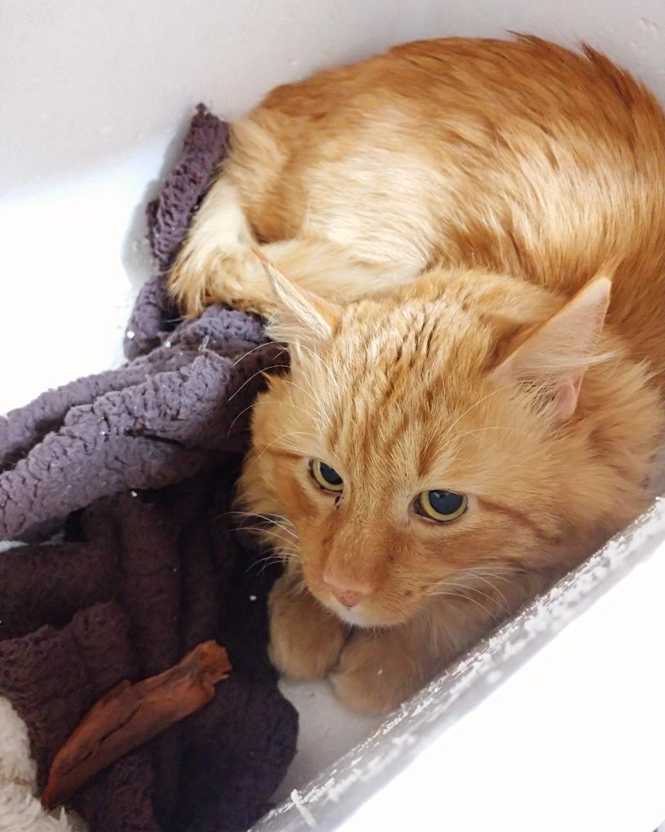 masamonaca51's tweet photo. 休日、私が起きて動いてるとトイレもご飯も引きこもって我慢してる保護猫ちゃん…
身体にも悪いし、折角の休みに毎度無駄に外出しなきゃならん私もとっても可哀想なので…笑
人馴れ訓練頑張ってみようと思います(๑و•̀ω•́)و

#迷子猫 #札幌市豊平区 #札幌市白石区 https://t.co/TSUBPmHK82