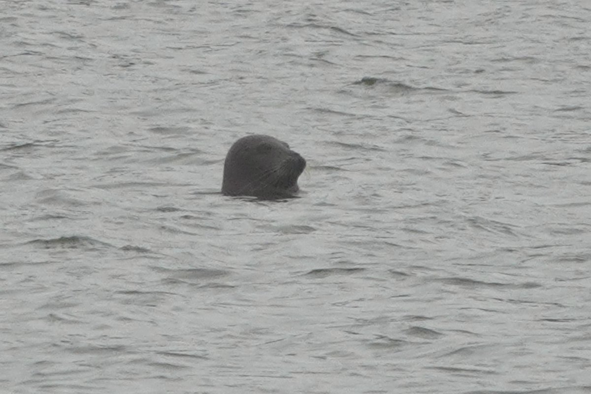 Common Seal seen near Goathorn in Poole Harbour this morning from the @harbourbirds Winter Safari cruise. Also another seal at the top of the Wareham Channel, but not sure which species. @Jazeyfantazy @shodge_7 @DWTMarine