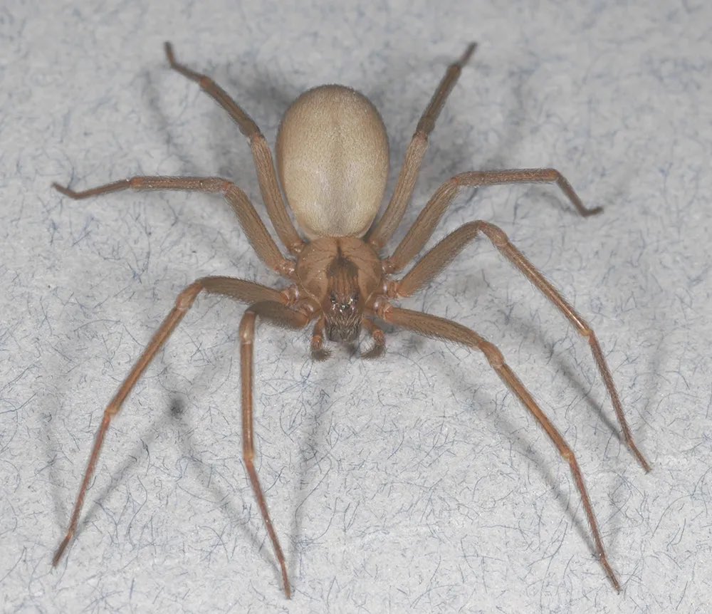 If this thing was in a one inch radius of me, I would pass away
#brownrecluse 
Nc folks these are coming out soon 👀