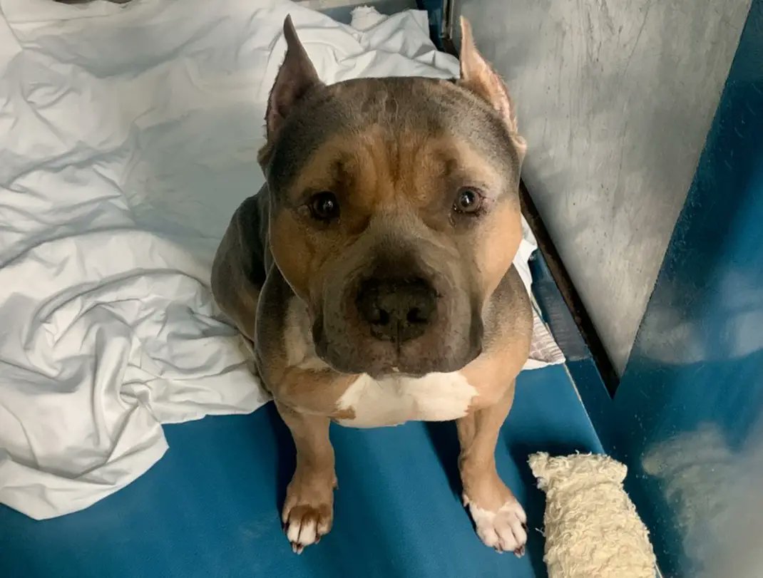 MyBoxerLuvMac1's tweet image. 💔Zeus💔
#NYCACC #191755 2y
▪️KILL COMMAND❗

Precious sweetie's💔, carried into shelter in crate, via police!
Who knows all he's endured!
0 details given!
On top of that, has CIRDC + needs loving, N.East #Foster, 2 decompress.

Pls #pledge4 #ResQ
DM @notthesameone2
💞Zeus