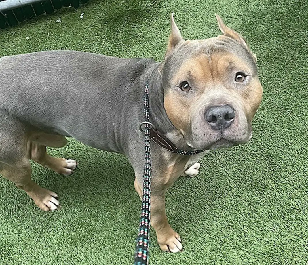 MyBoxerLuvMac1's tweet image. 💔Zeus💔
#NYCACC #191755 2y
▪️KILL COMMAND❗

Precious sweetie's💔, carried into shelter in crate, via police!
Who knows all he's endured!
0 details given!
On top of that, has CIRDC + needs loving, N.East #Foster, 2 decompress.

Pls #pledge4 #ResQ
DM @notthesameone2
💞Zeus
