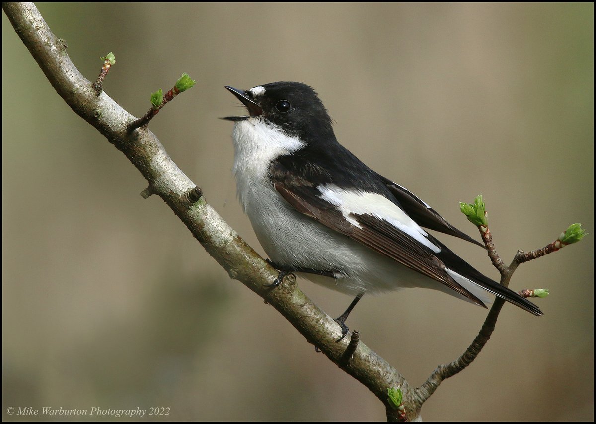 One of our smartest Birds, a male #PiedFlycatcher singing in the #BreconBeacons . #Wales #birds #wildlife #nature @CanonUKandIE @Natures_Voice @_BTO @BBCSpringwatch @WildlifeMag @BTO_Cymru @BannauB @RSPBCymru @NatGeoPhotos #woodland #Summer @CoedCadw #bird #flycatcher