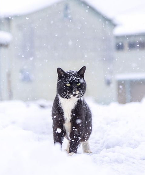 #Caturday: #Winter #WinterWeather #WinterWonderland #WinterTime #WinterFun #Snow #SnowyWeather #SnowFall #SnowCovered #SnowFlakes #Cat #Cats #CatsInCostumes #TuxedoCat - Photo by Ryosuke Miyoshi aka ryostory1124