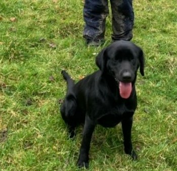 millypod1's tweet photo. JUNO HOME SAFE. THANKS FOR RT's ๐๐๐พ
๐14 FEB 2024 #Lost JUNO #ScanMe
YOUNG Black Labrador Retriever Female
From home, West End House, Upper Froyle #Alton #Hampshire #GU34
https://t.co/Qgme43zNjq https://t.co/s7E81W0a9b