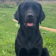 millypod1's tweet photo. JUNO HOME SAFE. THANKS FOR RT's ๐๐๐พ
๐14 FEB 2024 #Lost JUNO #ScanMe
YOUNG Black Labrador Retriever Female
From home, West End House, Upper Froyle #Alton #Hampshire #GU34
https://t.co/Qgme43zNjq https://t.co/s7E81W0a9b