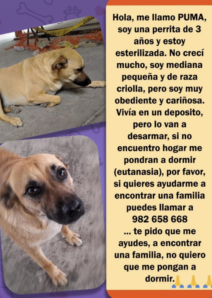 ticnt_'s tweet photo. Dormirán a esta pequeña el lunes si no consigue hogar (ya se sabe es ilegal pero recuerden en qué país estamos) la abandonaron en un depósito y se quedó ahí, se busca un temporal, adoptante, albergue o no habrá otra oportunidad

982658668 https://t.co/if2p2KZ5HH