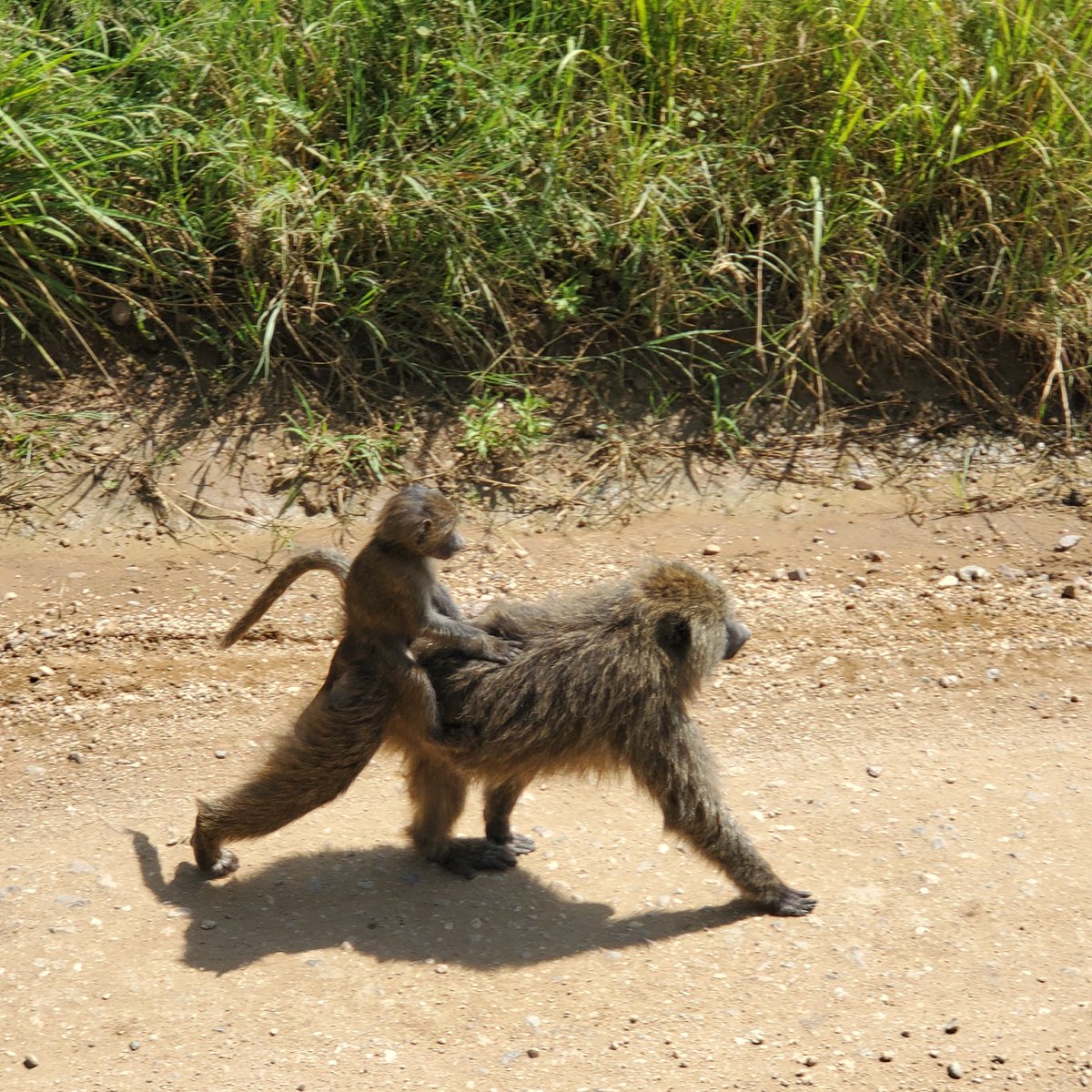 Baboons.
#Africa2024 #tanzania #Yolo