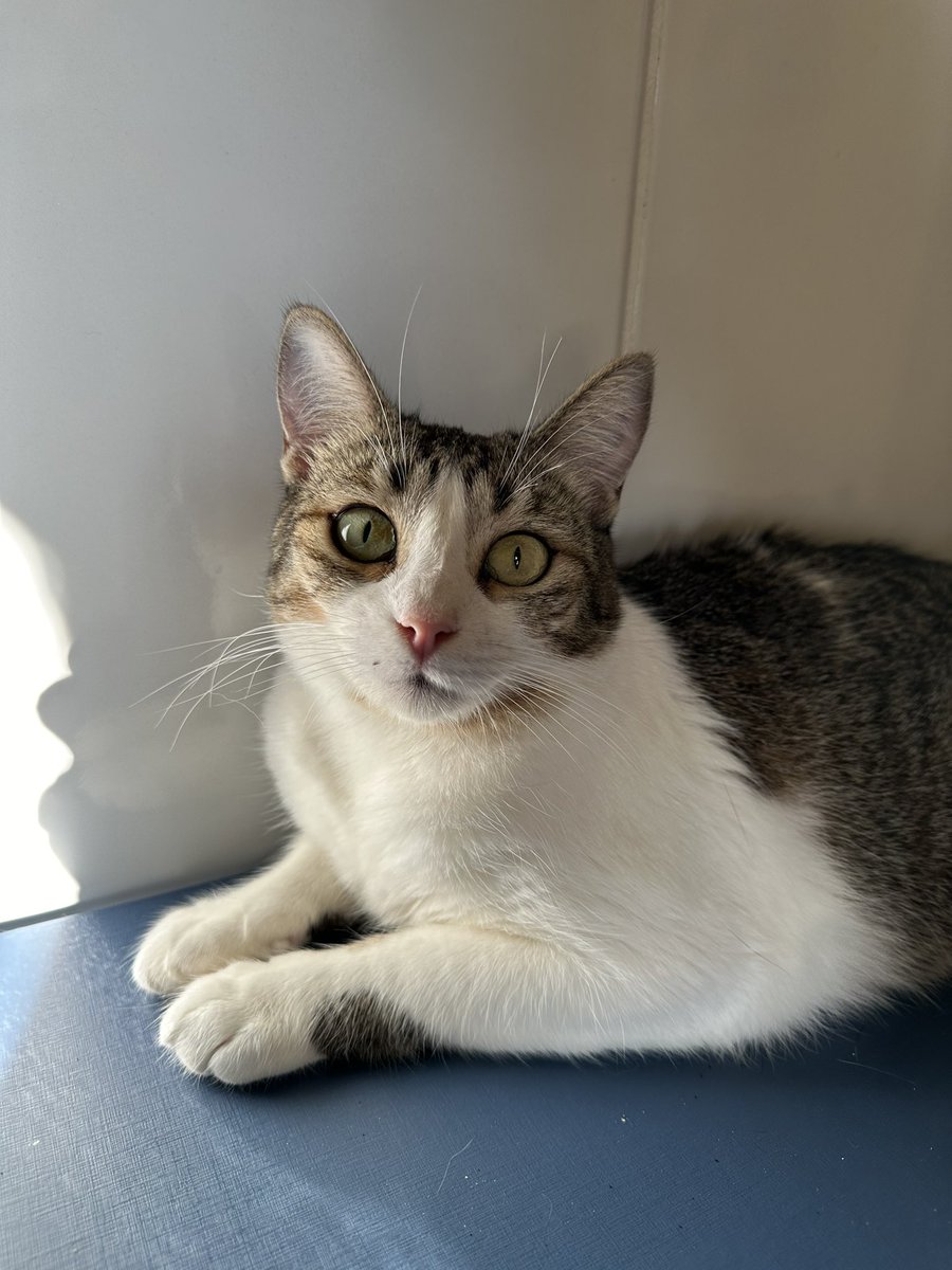 casadoviralata's tweet photo. Essa joia aqui é a Gal, castrada, vacinada,  vermifugada, fiv/felv negativo, ela está pronta para viver o privilégio da adoção em um lar definitivo e devidamente telado
Amorosa, um pouco desconfiada, mas sempre muito dócil
Levo até você pela capital de São Paulo https://t.co/mM9Ow89tmK