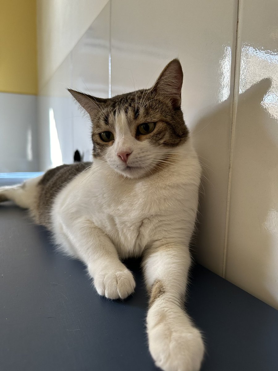 casadoviralata's tweet photo. Essa joia aqui é a Gal, castrada, vacinada,  vermifugada, fiv/felv negativo, ela está pronta para viver o privilégio da adoção em um lar definitivo e devidamente telado
Amorosa, um pouco desconfiada, mas sempre muito dócil
Levo até você pela capital de São Paulo https://t.co/mM9Ow89tmK