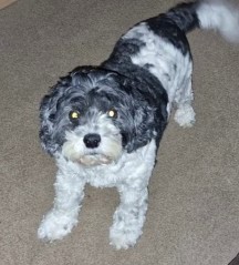 #LOST #DOG CASEY
Elderly #Male #Cavapoo Black & White 
#Missing from around midnight from #Thurmaston Village #Leicester #LE4 Central on 
Thursday 15th February 2024 
#DogLostUK #Lostdog #ScanMe 

doglost.co.uk/dog/190516