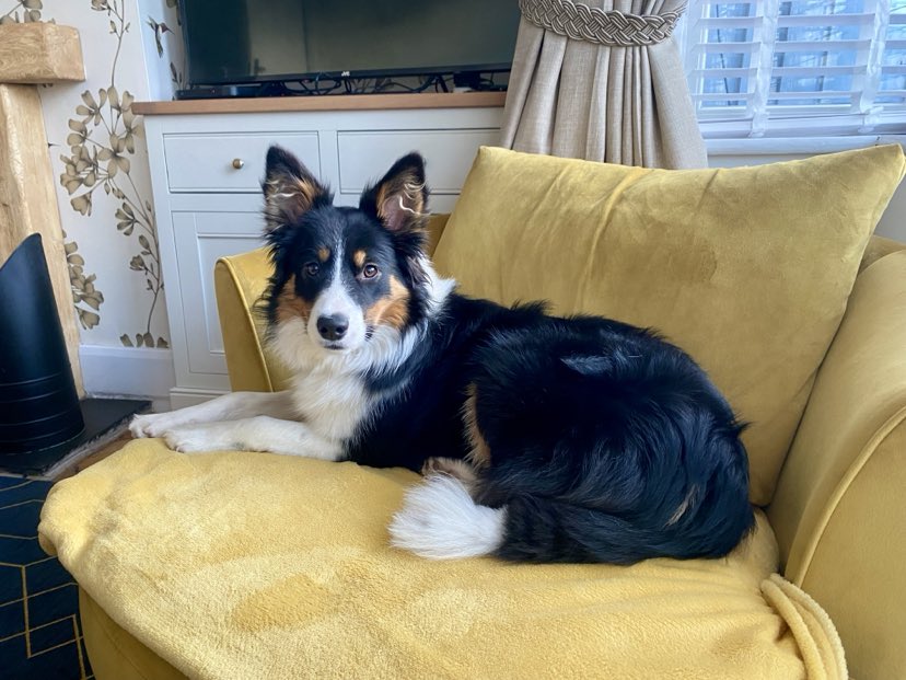 Diane Hart Collie Dog Rescue, Wales tweet media