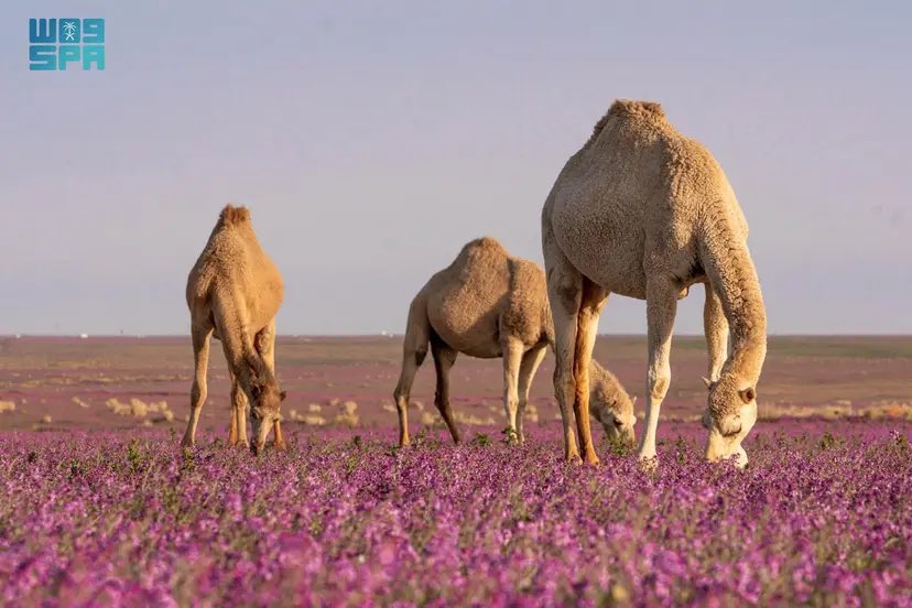 أخبار السعودية tweet media