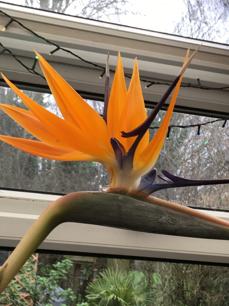 Dr Lesley Boyd tweet media