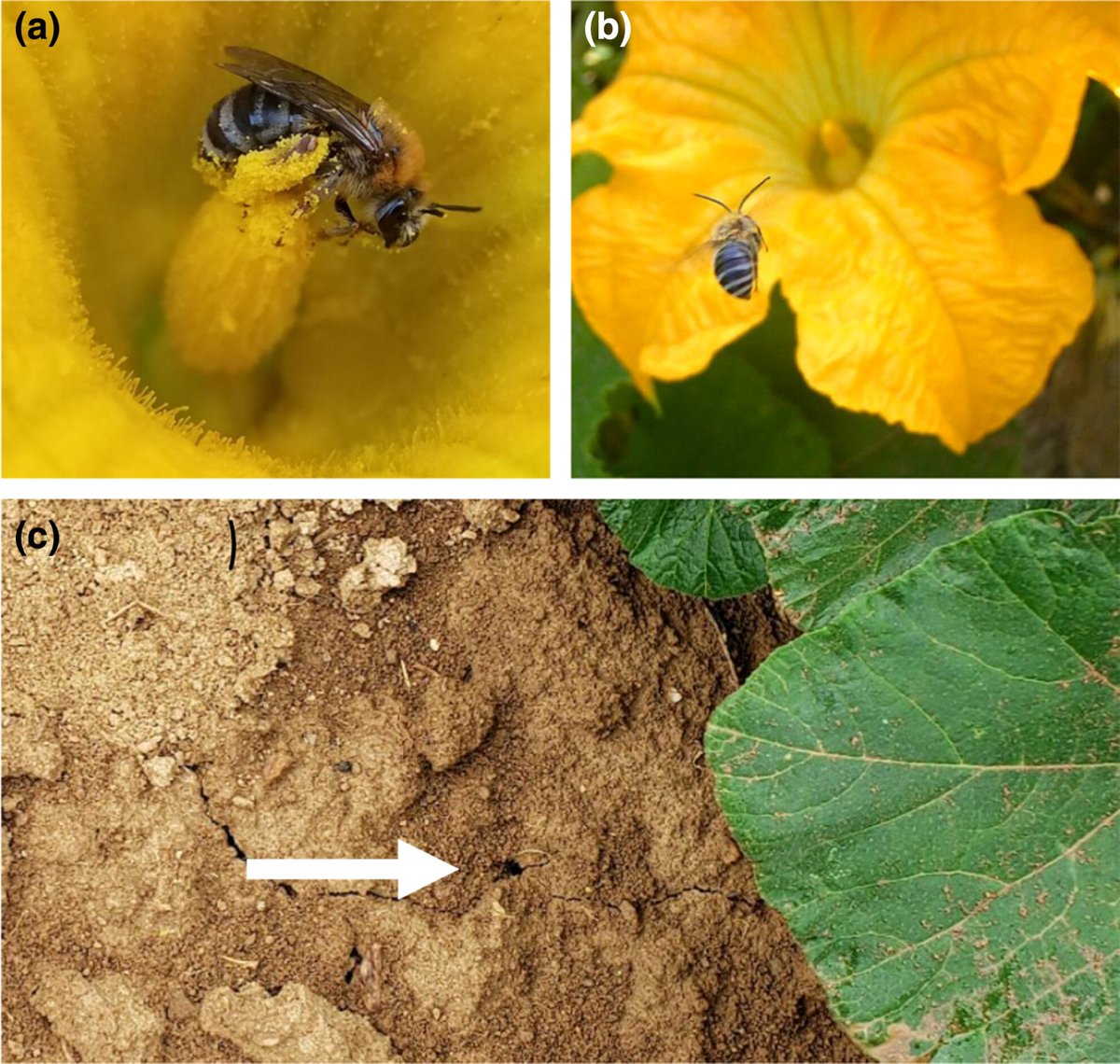 Margarita Lopez-Uribe (@mmlopezu) on Twitter photo New paper, new knowledge 🐝 Nice study led by <a href="/LauraJonesEco/">Laura Jones</a> published in <a href="/Ecol_Evol/">Ecology and Evolution</a> We quantified heat tolerance and pathogen infections in 14 populations of squash #bee populations and found that... 🧵
<a href="/agsciences/">Penn State College of Agricultural Sciences</a> <a href="/huckinstitutes/">Huck Institutes</a> <a href="/USDA_NIFA/">NIFA</a> <a href="/NSF/">U.S. National Science Foundation</a>
onlinelibrary.wiley.com/doi/full/10.10… New paper, new knowledge 🐝 Nice study led by <a href="/LauraJonesEco/">Laura Jones</a> published in <a href="/Ecol_Evol/">Ecology and Evolution</a> We quantified heat tolerance and pathogen infections in 14 populations of squash #bee populations and found that... 🧵
<a href="/agsciences/">Penn State College of Agricultural Sciences</a> <a href="/huckinstitutes/">Huck Institutes</a> <a href="/USDA_NIFA/">NIFA</a> <a href="/NSF/">U.S. National Science Foundation</a>
onlinelibrary.wiley.com/doi/full/10.10…