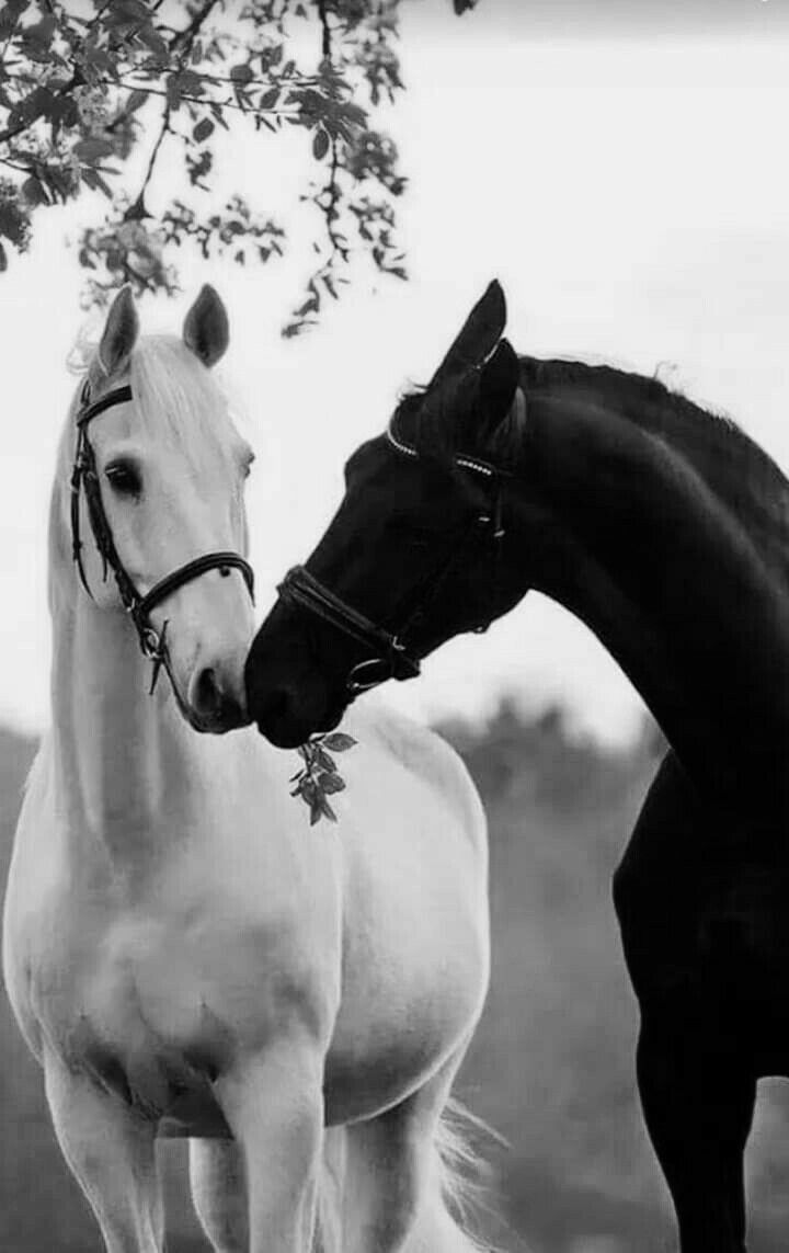Cekdaroo1995's tweet photo. Yek Reş , yek Gewir 🤍🖤 https://t.co/92vwSvcj5Y