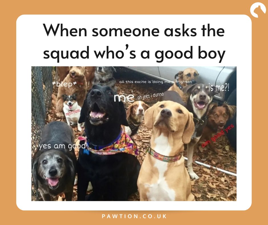 They're all the best boys 🐶🥰

#pawtion #flufftrough #dogmeme #dog #meme #dogmemes #doggo #dogs #memes #doggomeme #funnydog #puppy #animalmemes #dogsdoingthings #dogsbeingbasic #animalmeme #doggomemes #funnydogs #memesdaily #funnymemes #puppies #funny