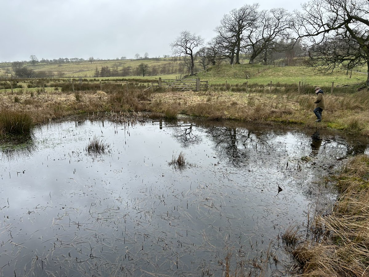 Frogspawn 

About 90% of our farm is now managed for high value habitats 

Wetlands
Rewiggled rivers 
Reconnected floodplains
Woodland
Scrub
Wildflower meadows 
Species rich grassland