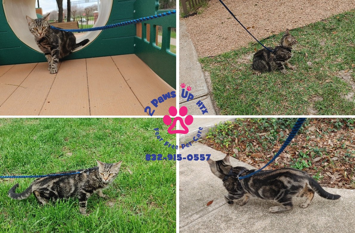 1st Lesson walking on the leash! & She did great! 
Benefits of hiring a catwalker: Your #cat deserves to engage with #nature in a safe way. #LeashTraining your #cat lets your #kitty feel the breeze on their fur & grass under their #paws.
#catwalkingonleash #catwalking #catwalker