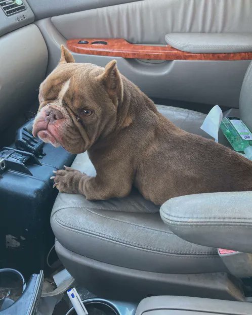 Pinkghostyboi's tweet photo. Met this lil guy after nearly running him over leaving work the other day. I decided to call  him Champ because he seems to have been fighting a rough battle his  whole life. 

See thread below https://t.co/xMezwLWpBU